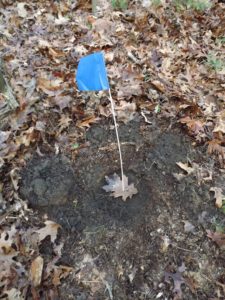 Marker from Nipsachuck dig (2012-2013) in North Smithfield, "Lead Shot East Side"